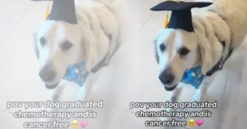 庆祝狗狗捱过化疗 主人为它办毕业典礼