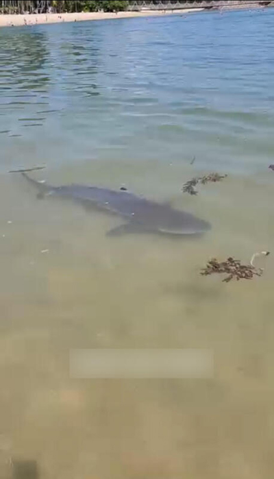 圣淘沙的巴拉湾海滩出现黑鳍鲨。（取自面子书）
10）