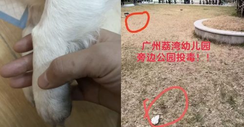 广东传大规模毒饵 疑害死40只宠物犬