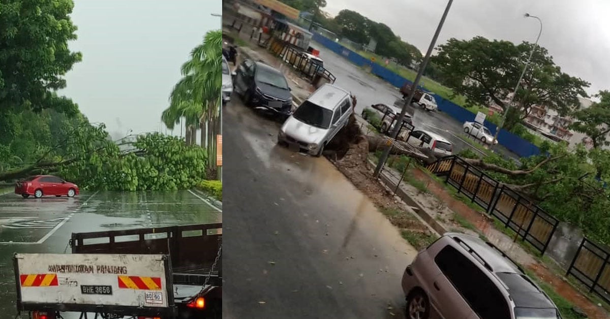 巴生午后豪雨灾情严重 巨树连根倒下横跨马路