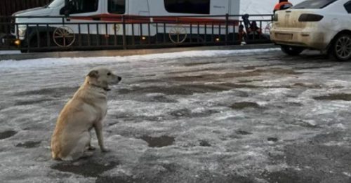 饲主坠河溺毙 忠犬原地痴等4天