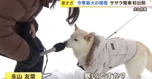 记者雪天问柴犬“你冷吗？” 爆笑采访吸引1亿人朝圣